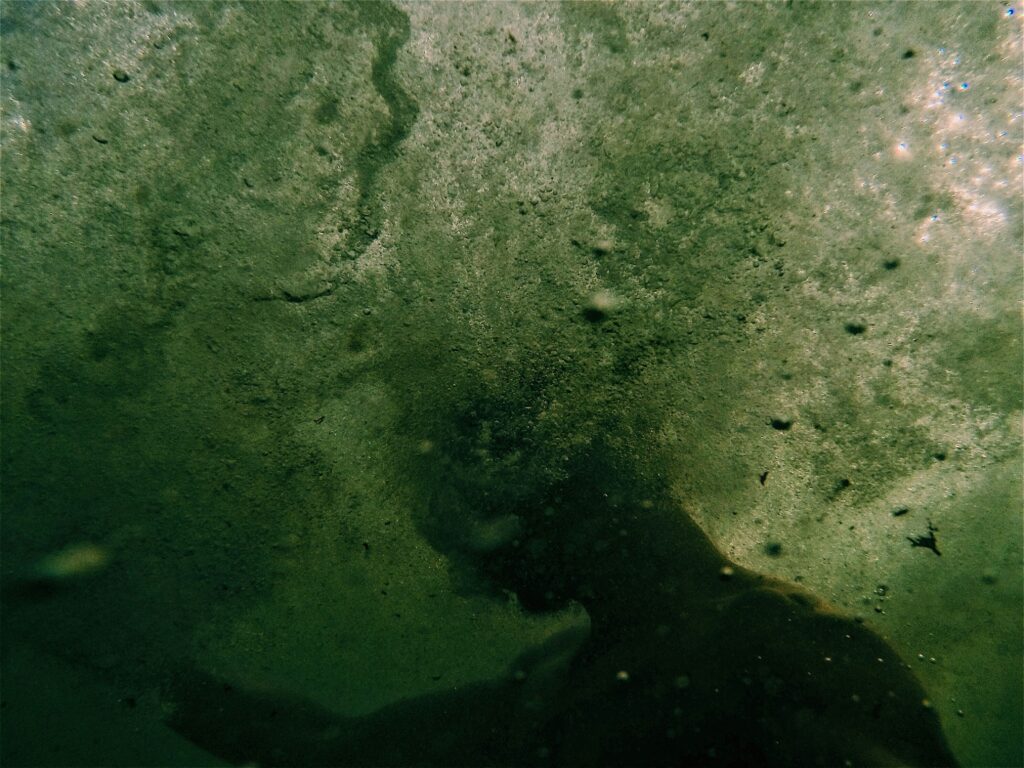bash-fish-2NCdHAaYho0-unsplash