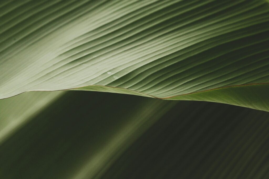 marta-matyszczyk Green Leaves