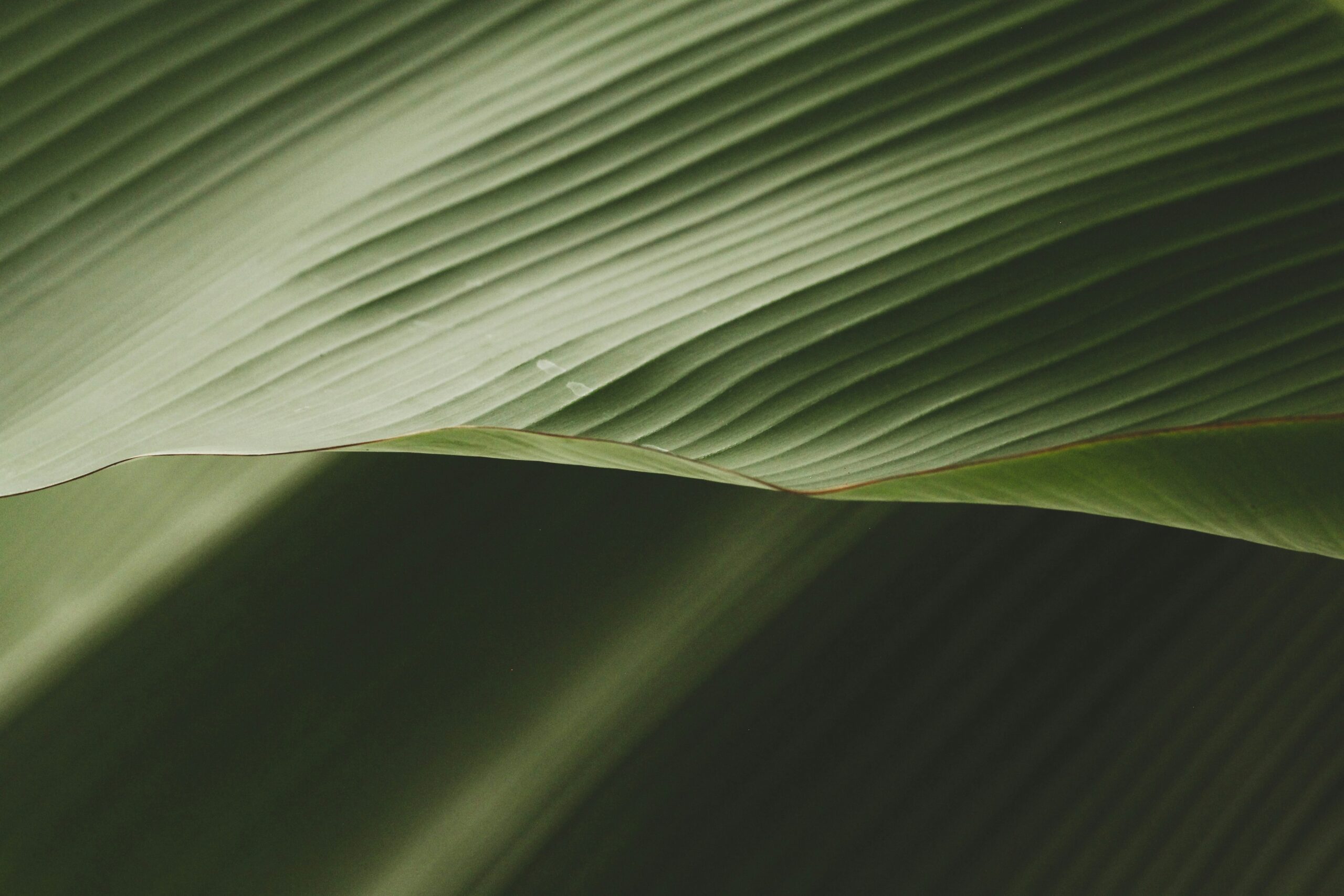 Green Leaves