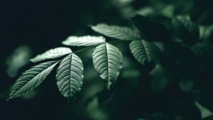 raed-kasrwani-RDeeIFfDTi8-unsplash
