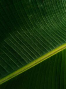 vismay-krishna-st1cmxnnfQo-unsplash